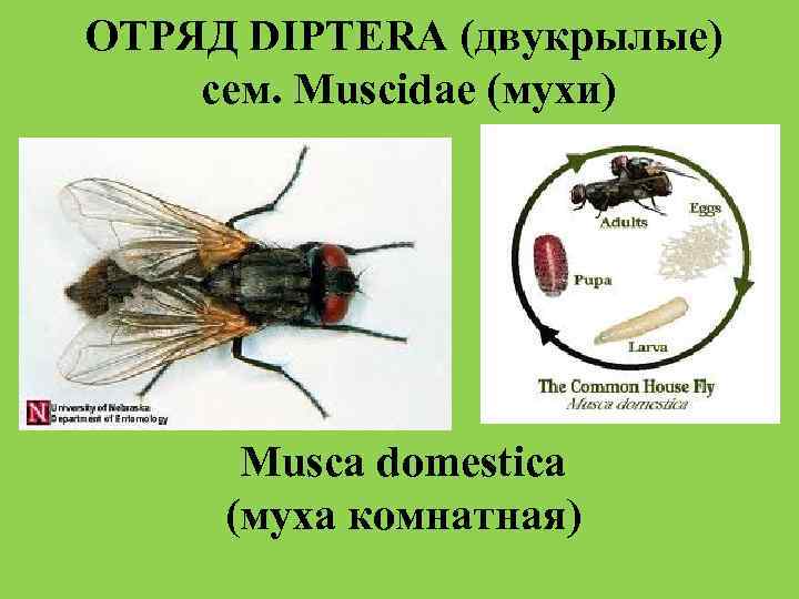 Членистоногие мухи. Комнатная Муха отряд. Musca domestica комнатная Муха. Классификация комнатной мухи. Отряд Двукрылые Тип Членистоногие.