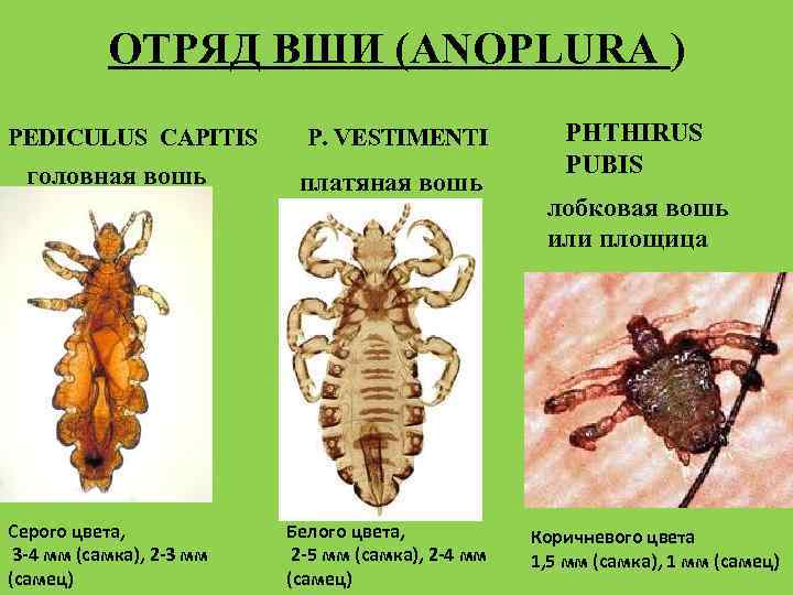 ОТРЯД ВШИ (АNOPLURA ) PEDICULUS CAPITIS P. VESTIMENTI головная вошь Серого цвета, 3 -4