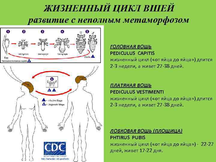 Медицинская арахноэнтомология презентация