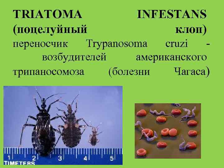 Трипаносомоз африканский презентация