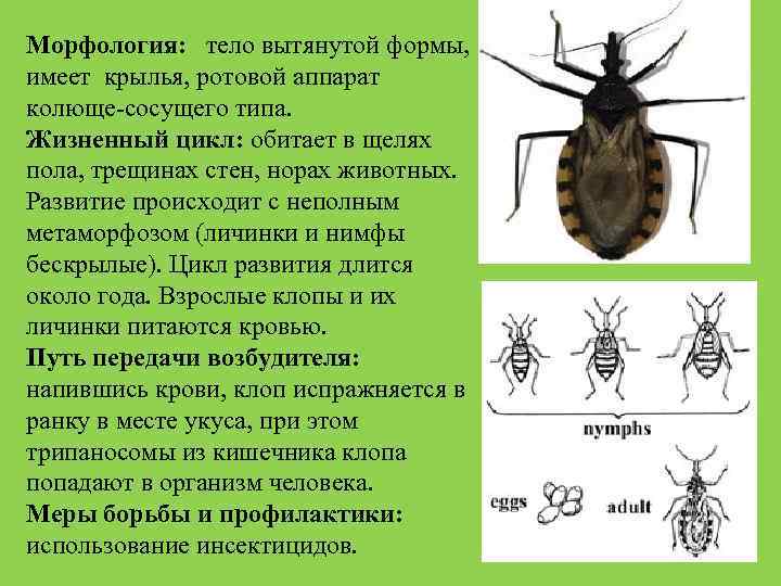 Морфология: тело вытянутой формы, имеет крылья, ротовой аппарат колюще-сосущего типа. Жизненный цикл: обитает в