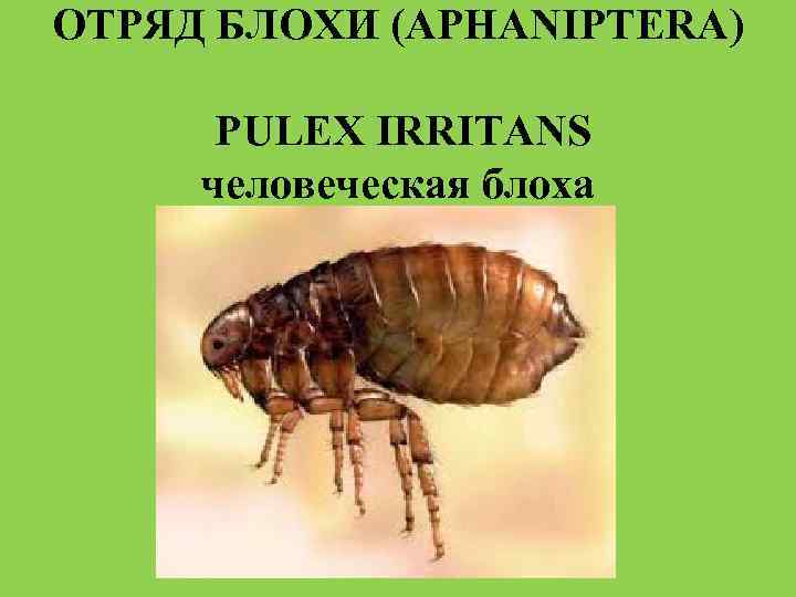 ОТРЯД БЛОХИ (APHANIPTERA) PULEX IRRITANS человеческая блоха 