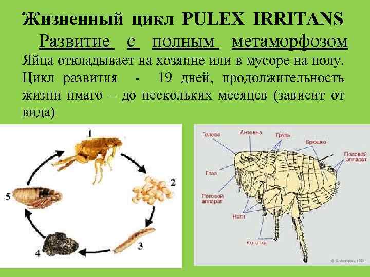 План насекомые ясли