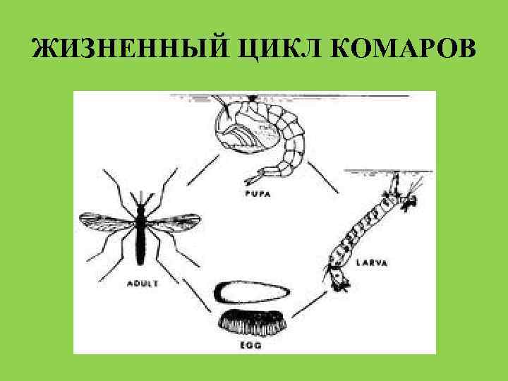 Тип развития насекомых малярийный комар