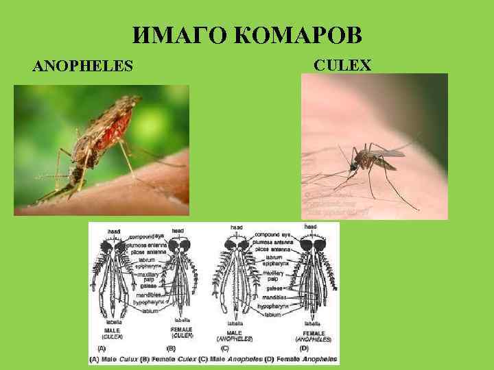 ИМАГО КОМАРОВ ANOPHELES CULEX 