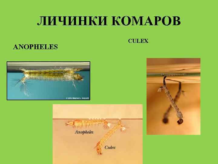 ЛИЧИНКИ КОМАРОВ ANOPHELES CULEX 