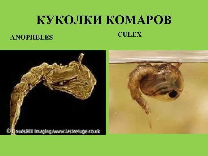 КУКОЛКИ КОМАРОВ ANOPHELES CULEX 