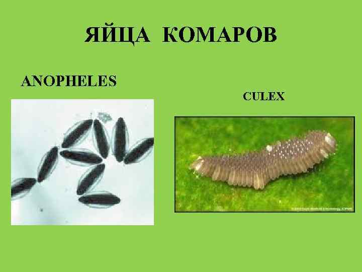 ЯЙЦА КОМАРОВ ANOPHELES CULEX 