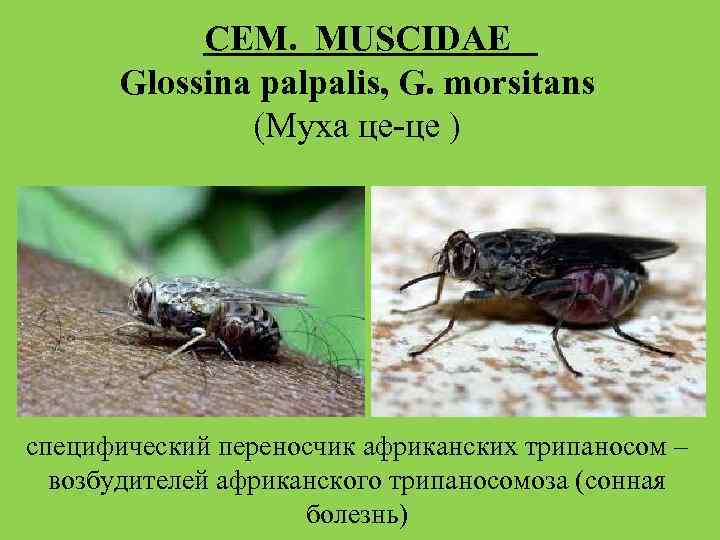 СЕМ. MUSCIDAE Glossina palpalis, G. morsitans (Муха це-це ) специфический переносчик африканских трипаносом –