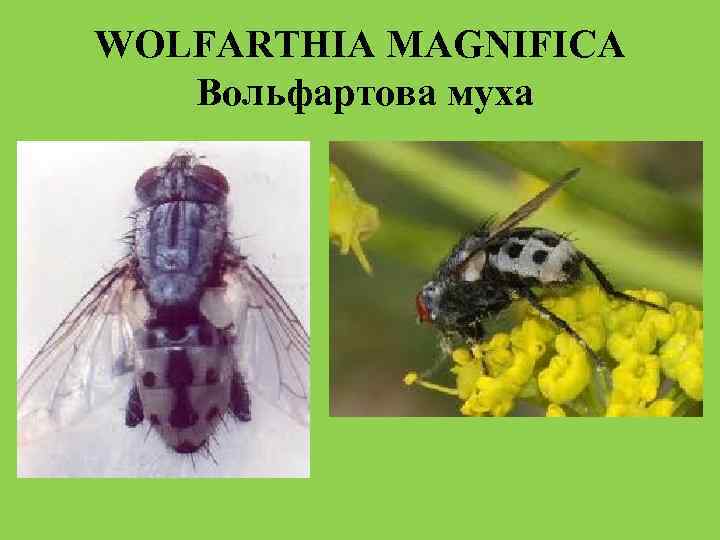 WOLFARTHIA MAGNIFICA Вольфартова муха 