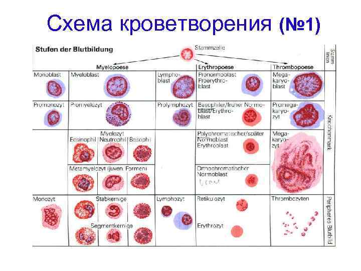 Схема кроветворения у детей