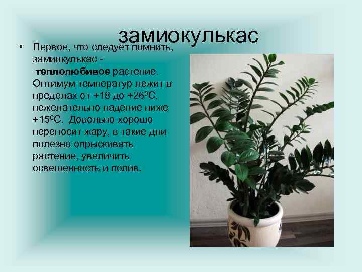  • замиокулькас Первое, что следует помнить, замиокулькас теплолюбивое растение. Оптимум температур лежит в