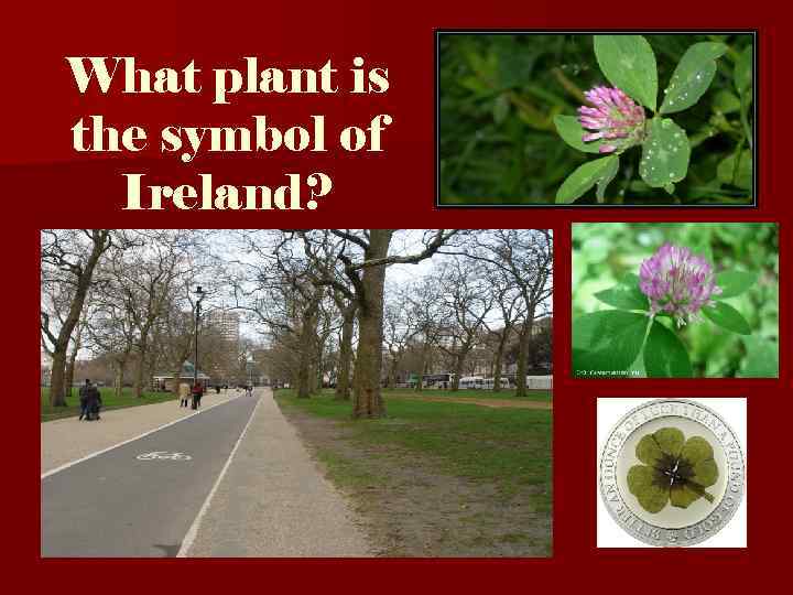 What plant is the symbol of Ireland? 