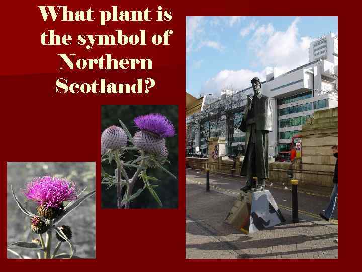 What plant is the symbol of Northern Scotland? 