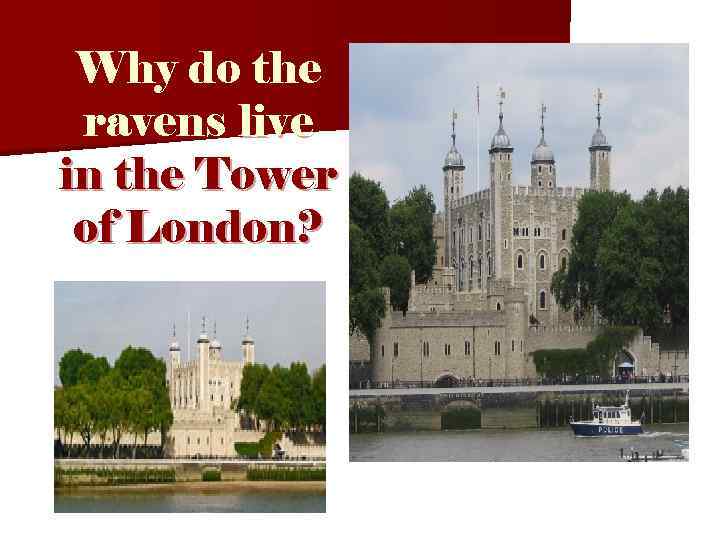 Why do the ravens live in the Tower of London? 
