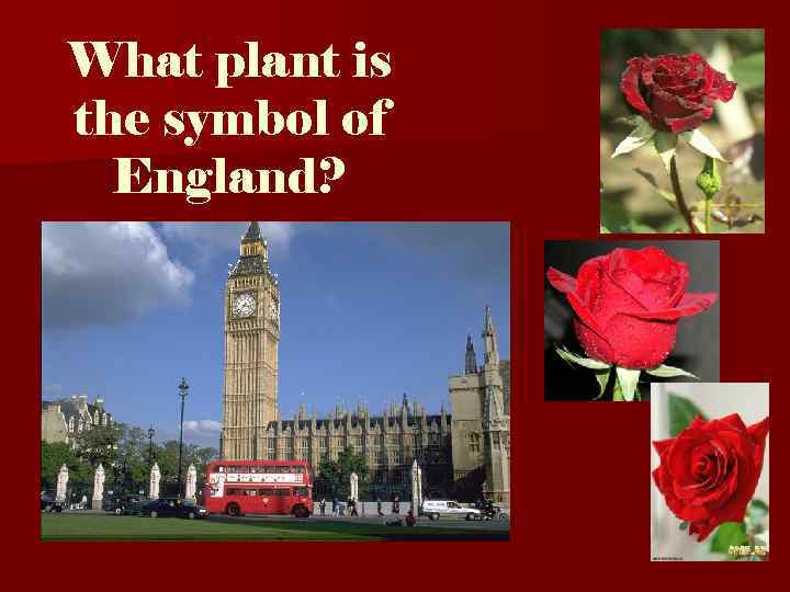 What plant is the symbol of England? 