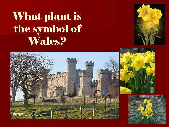 What plant is the symbol of Wales? 