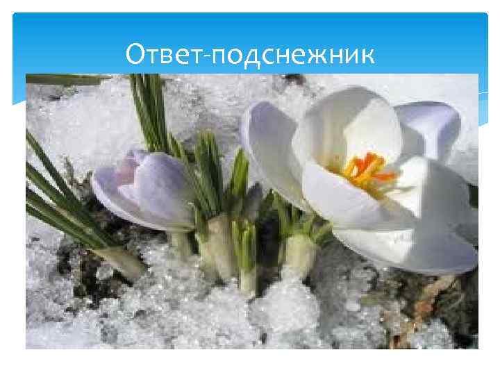 Ответ-подснежник 