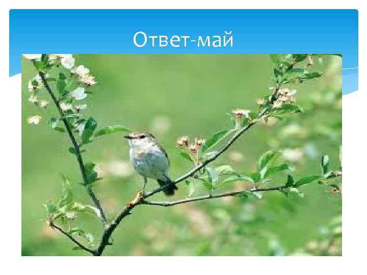 Ответ-май 