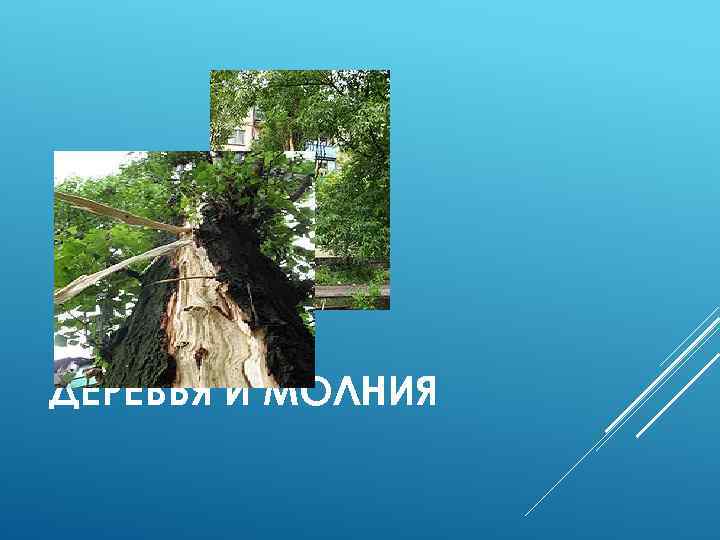 ДЕРЕВЬЯ И МОЛНИЯ 