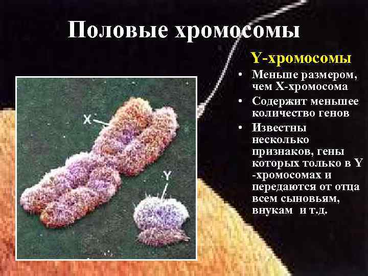 Генетика пола и наследование сцепленное с полом презентация 11 класс