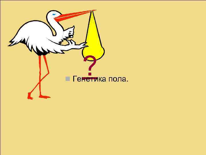 ? n Генетика пола. 