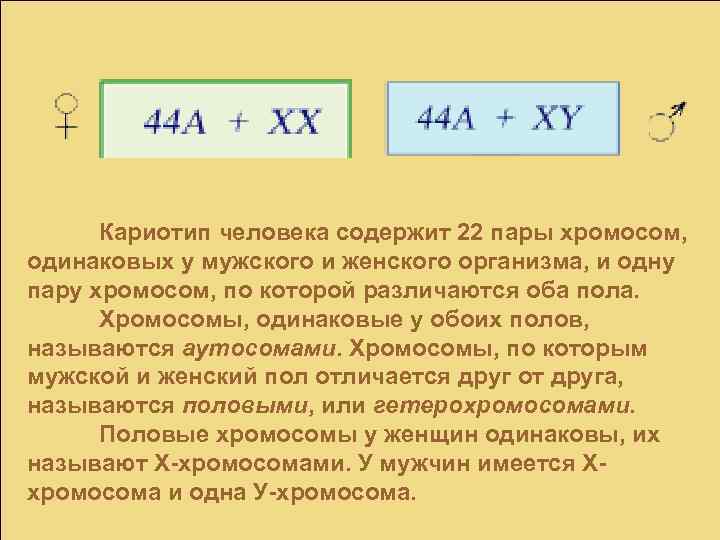 Кариотип человека содержит 22 пары хромосом, одинаковых у мужского и женского организма, и одну
