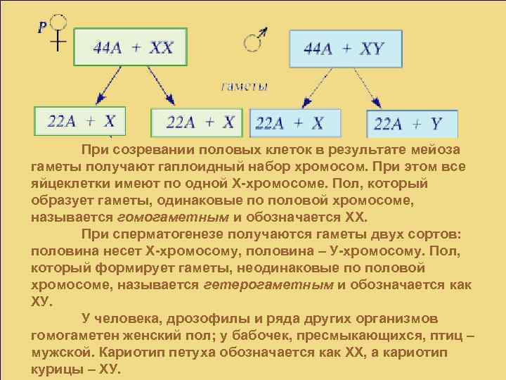 При созревании половых клеток в результате мейоза гаметы получают гаплоидный набор хромосом. При этом