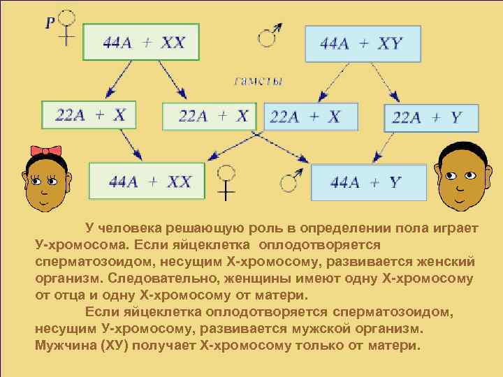 У человека решающую роль в определении пола играет У-хромосома. Если яйцеклетка оплодотворяется сперматозоидом, несущим