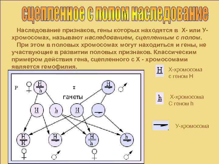 Наследование признаков, гены которых находятся в Х- или Ухромосомах, называют наследованием, сцепленным с полом.