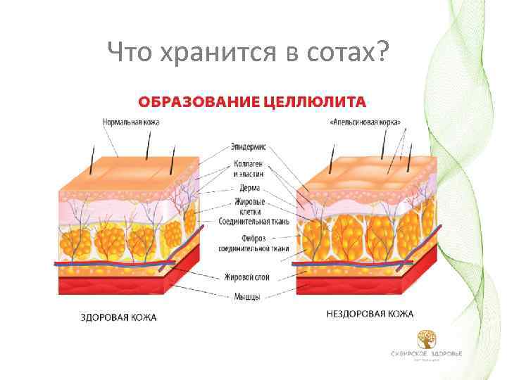 Что хранится в сотах? 