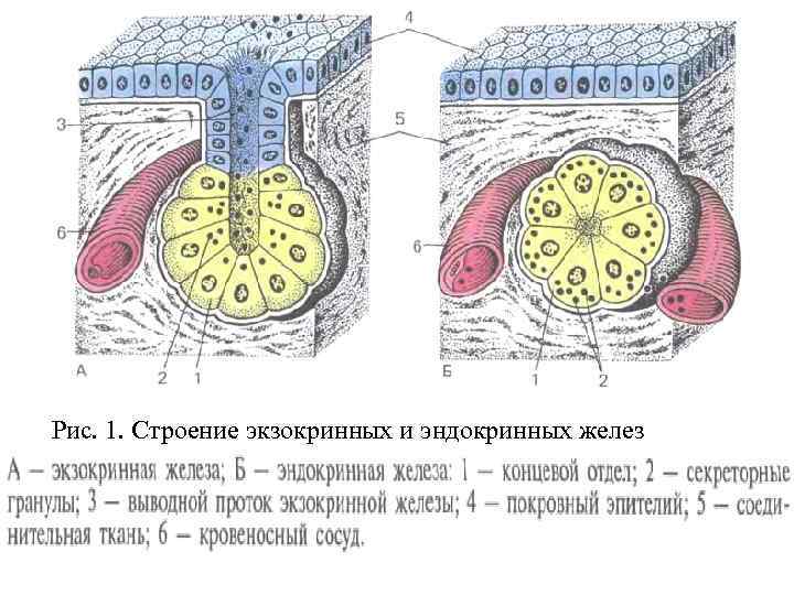 Рис. 1. Строение экзокринных и эндокринных желез 