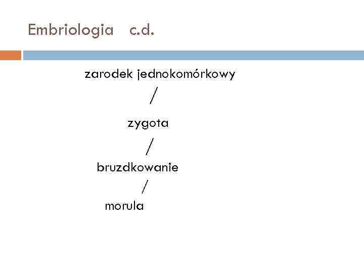 Embriologia c. d. zarodek jednokomórkowy / zygota / bruzdkowanie / morula 