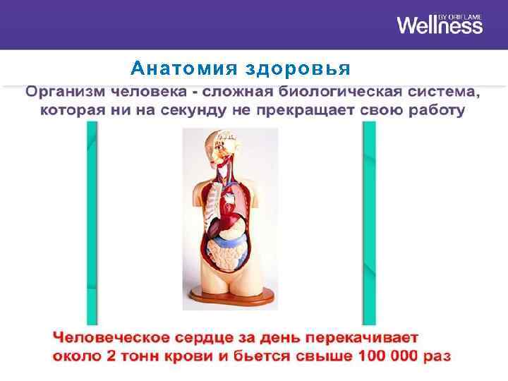 Анатомия здоровья 