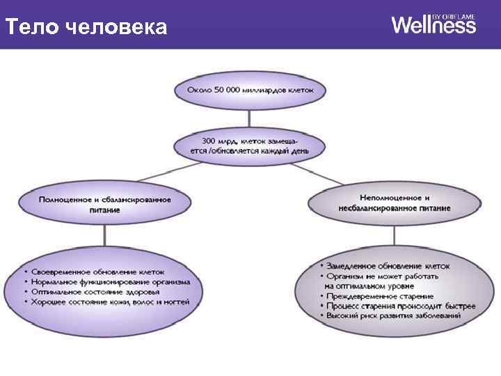 Тело человека 