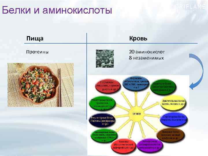 Белки и аминокислоты Пища Кровь Протеины 20 аминокислот 8 незаменимых 