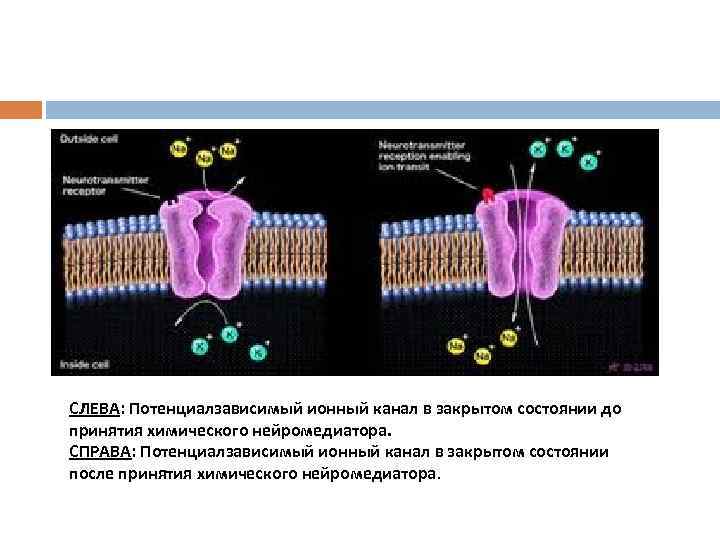 СЛЕВА: Потенциалзависимый ионный канал в закрытом состоянии до принятия химического нейромедиатора. СПРАВА: Потенциалзависимый ионный