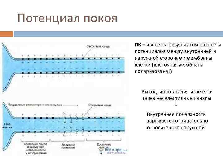 Разность потенциалов мембраны клетки