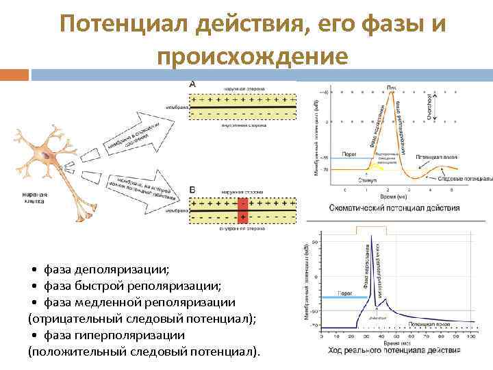 Потенциал действия, его фазы и происхождение • фаза деполяризации; • фаза быстрой реполяризации; •