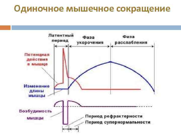 Одиночное мышечное сокращение 