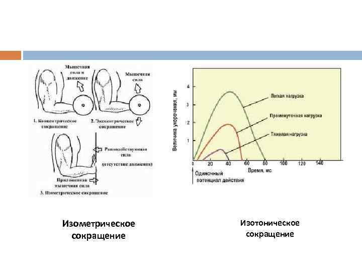 Изометрическое сокращение Изотоническое сокращение 