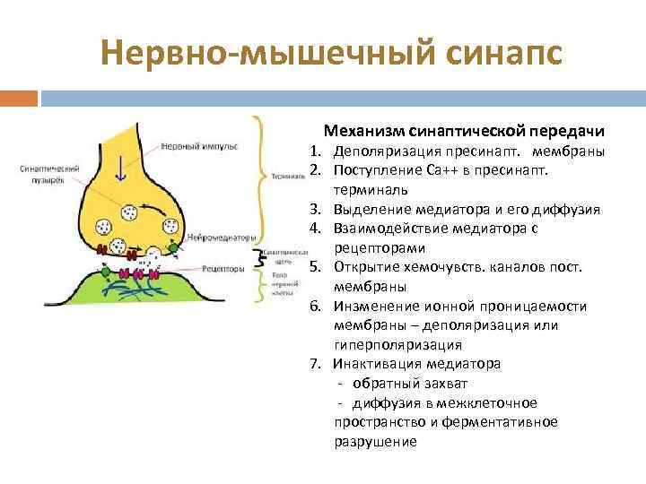 Нервно-мышечный синапс Механизм синаптической передачи 1. Деполяризация пресинапт. мембраны 2. Поступление Са++ в пресинапт.