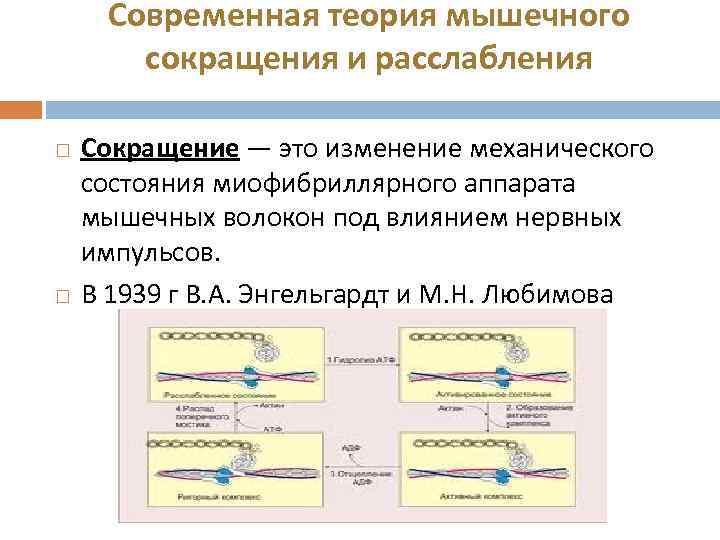 Современная теория мышечного сокращения и расслабления Сокращение — это изменение механического состояния миофибриллярного аппарата