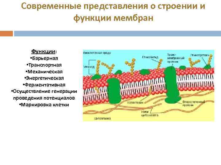 Современные представления о строении и функции мембран Функции: • Барьерная • Транспортная • Механическая