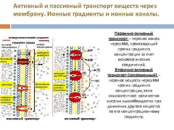 Пассивный транспорт