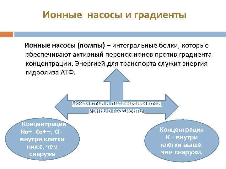 Ионные насосы и градиенты Ионные насосы (помпы) – интегральные белки, которые обеспечивают активный перенос