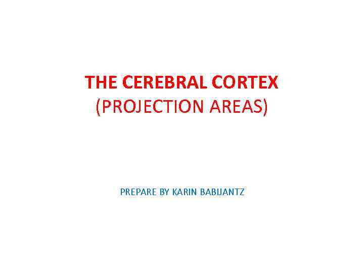 THE CEREBRAL CORTEX (PROJECTION AREAS) PREPARE BY KARIN BABIJANTZ 