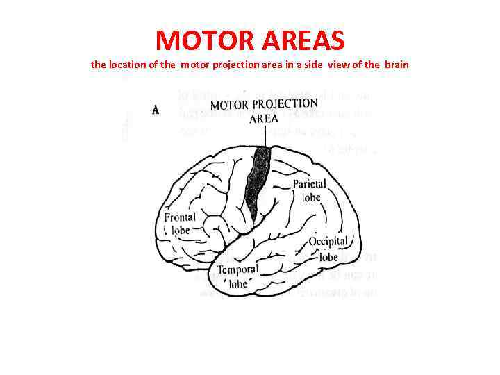 MOTOR AREAS the location of the motor projection area in a side view of