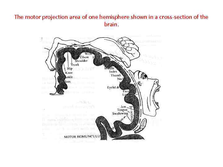 The motor projection area of one hemisphere shown in a cross-section of the brain.