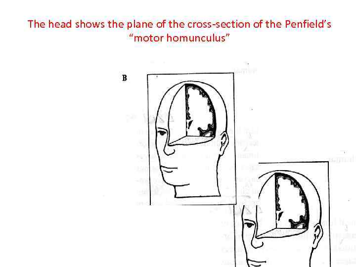 The head shows the plane of the cross-section of the Penfield’s “motor homunculus” 